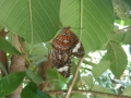 Friendly butterflies!