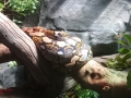 The reticulated python at the zoo