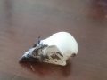 Found this skull on the nature strip nearby