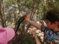 Feeding parrots at Healesville