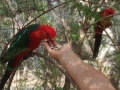 Feeding parrots at Healesville