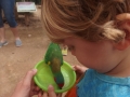 Feeding parrots at Healesville