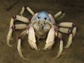 A soldier crab - we found some at the beach