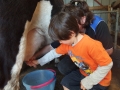 Milking cows